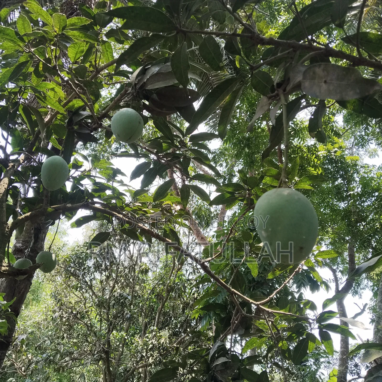 Rajshahi's authentic and chemical-free mangoes directly from the orchard to your door