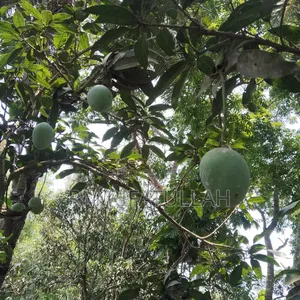 Rajshahi's authentic and chemical-free mangoes directly from the orchard to your door