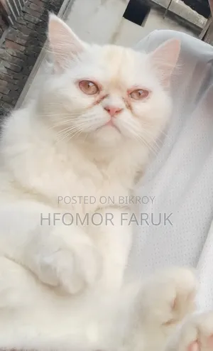 6-12 Months Female Purebred Persian