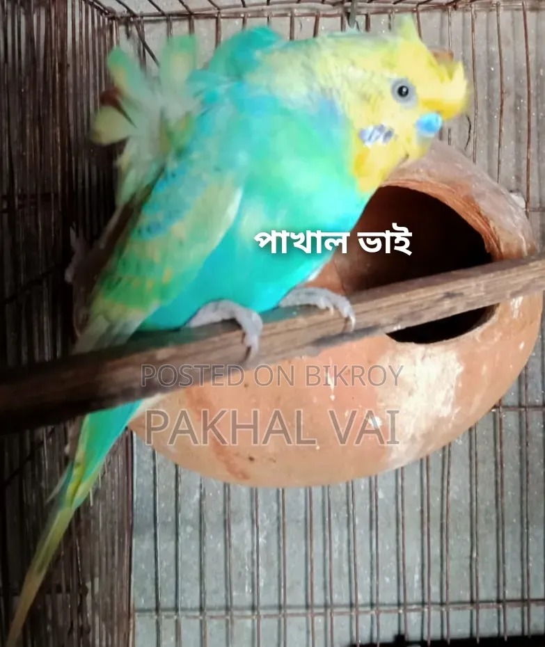 জেপি বাজ্রিগার