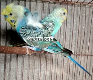 জেপি বাজ্রিগার