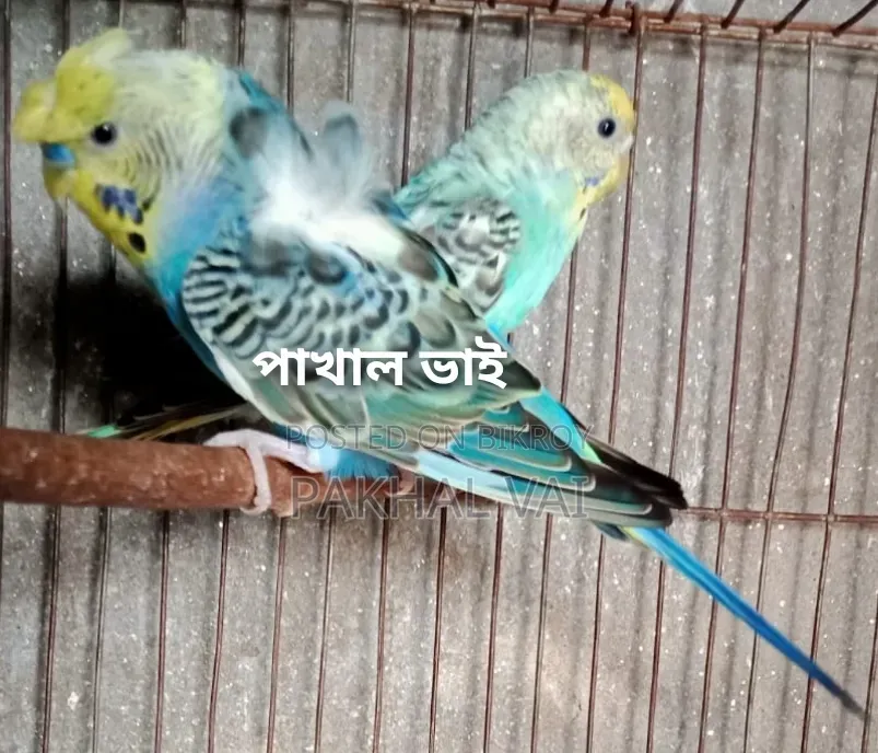 জেপি বাজ্রিগার