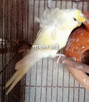 জেপি বাজ্রিগার