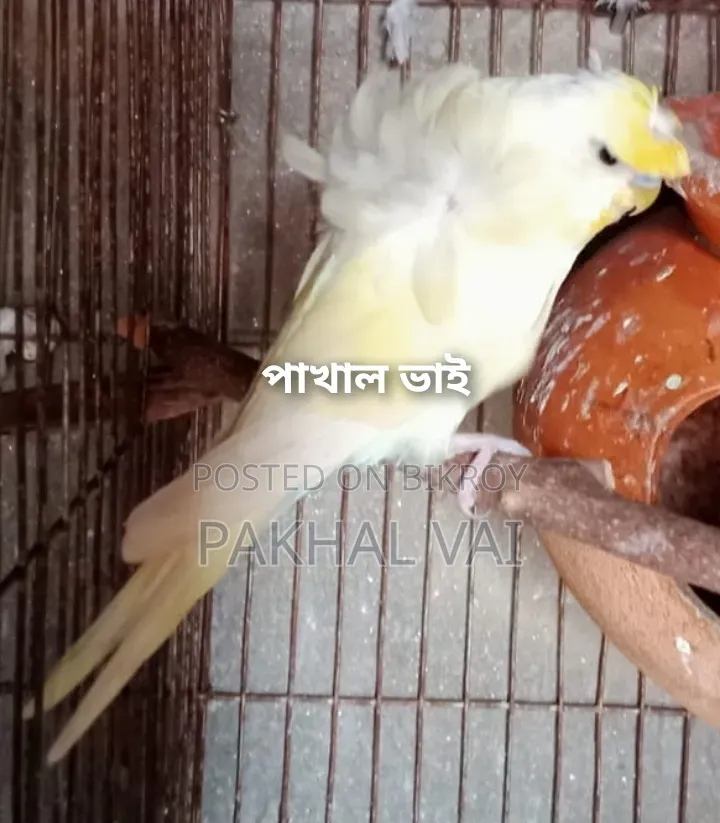 জেপি বাজ্রিগার