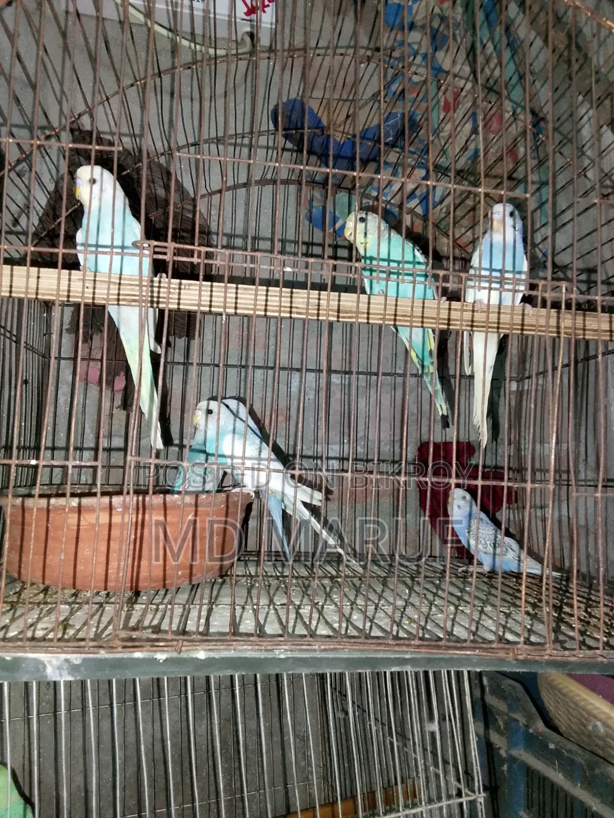 Budgerigar birds