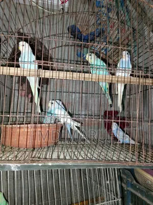 Budgerigar birds