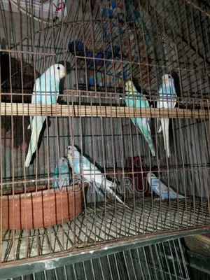 Budgerigar birds