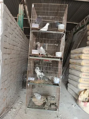চুইনা কবুতর (Chinese Owl) এবং হোমা কবুতর (Homing Pigeon)