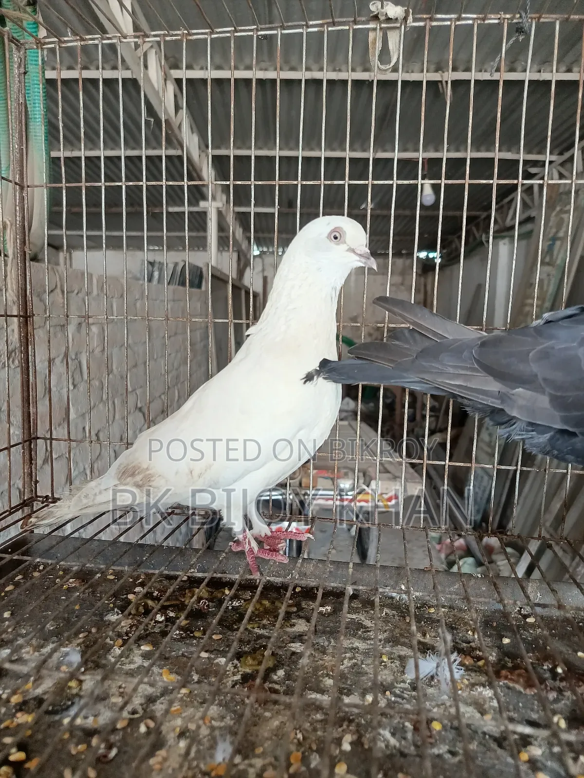 Chinese Owl Pigeon and Homing Pigeon