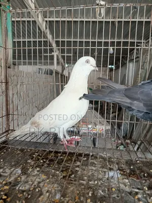 Chinese Owl Pigeon and Homing Pigeon