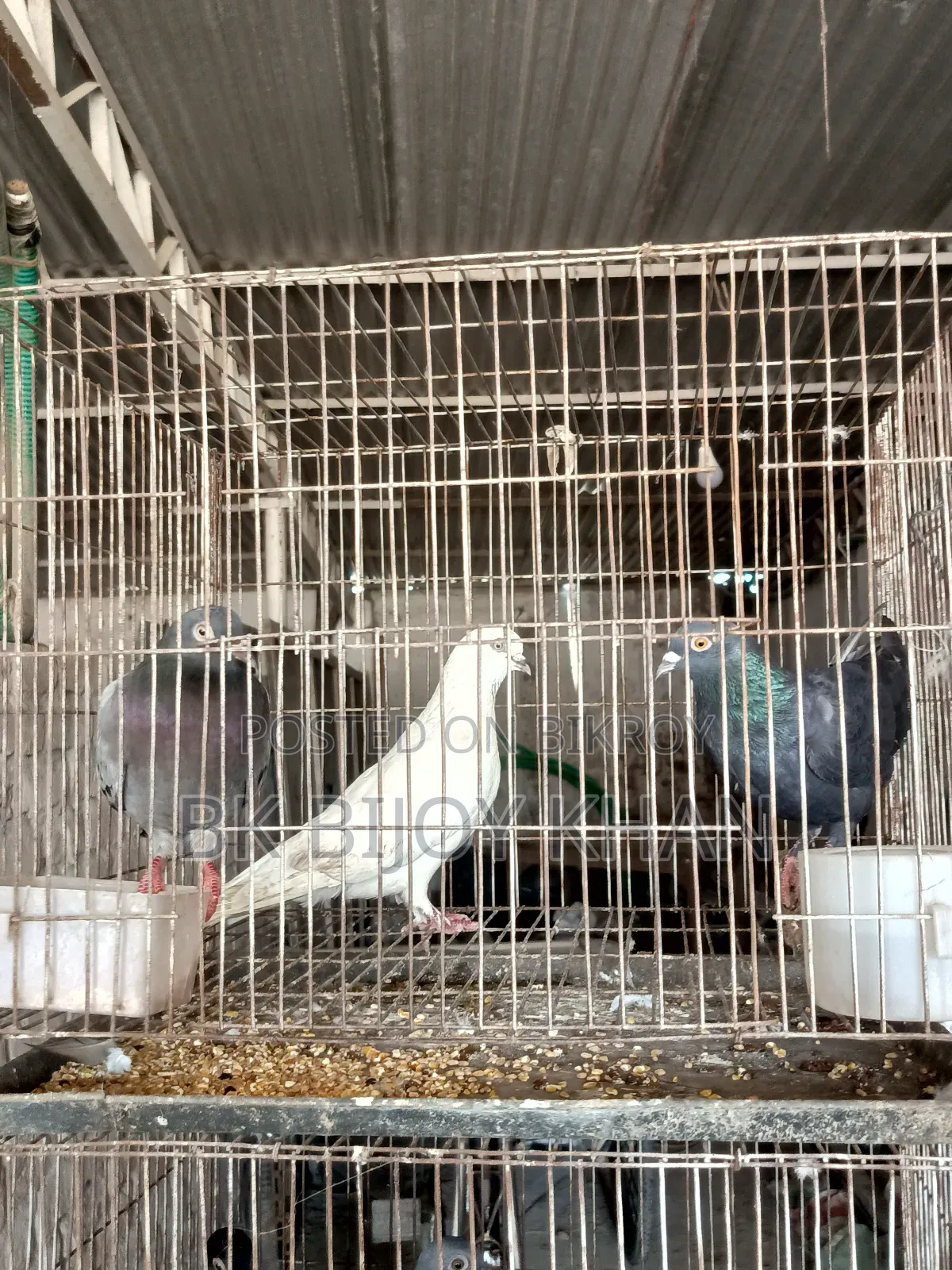 Chinese Owl Pigeon and Homing Pigeon