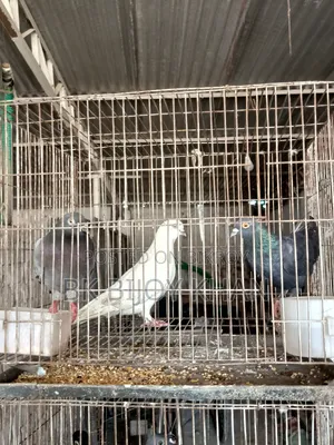 Chinese Owl Pigeon and Homing Pigeon