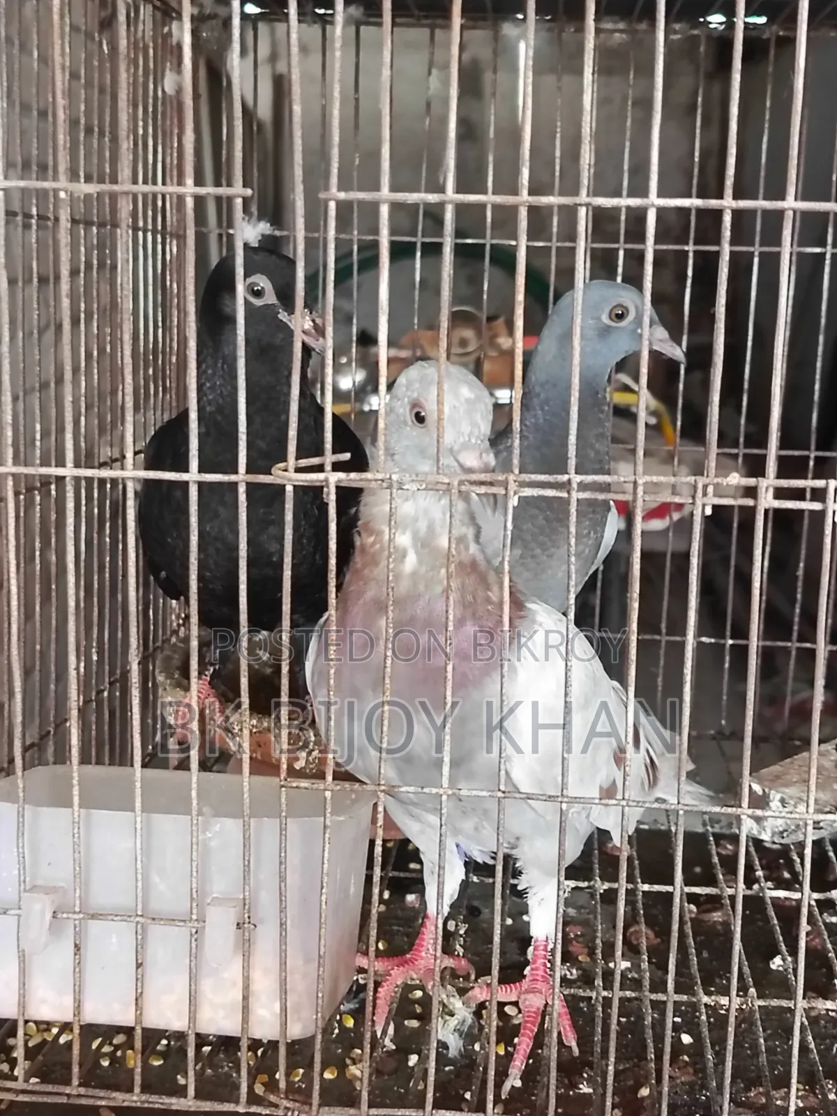 Chinese Owl Pigeon and Homing Pigeon