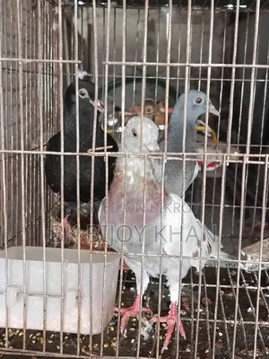 Chinese Owl Pigeon and Homing Pigeon