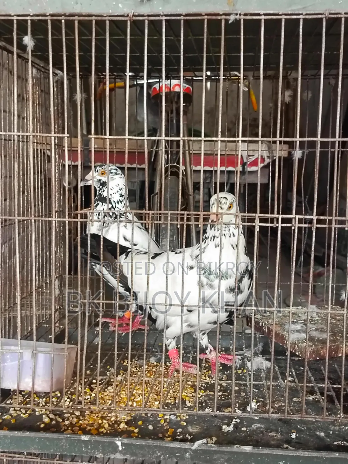 Chinese Owl Pigeon and Homing Pigeon