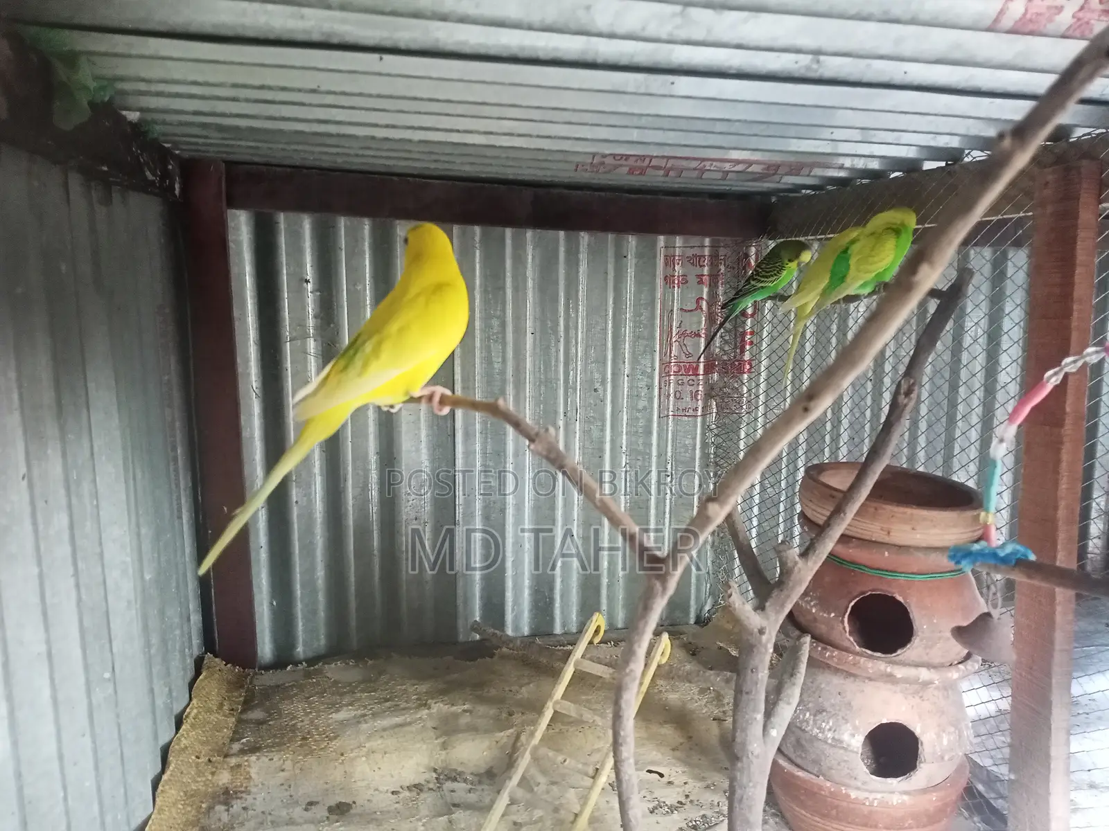 2 pairs of Budgie birds