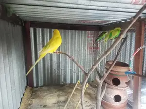 2 pairs of Budgie birds
