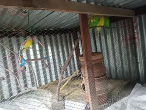 2 pairs of Budgie birds