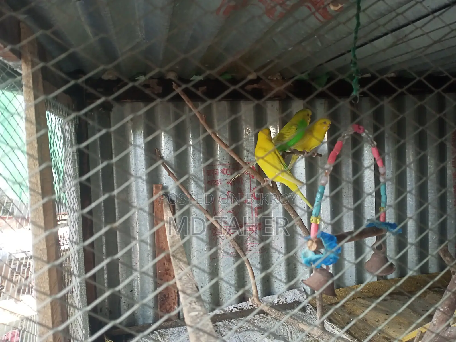 2 pairs of Budgie birds