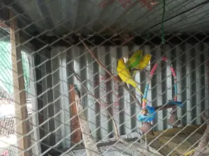 2 pairs of Budgie birds