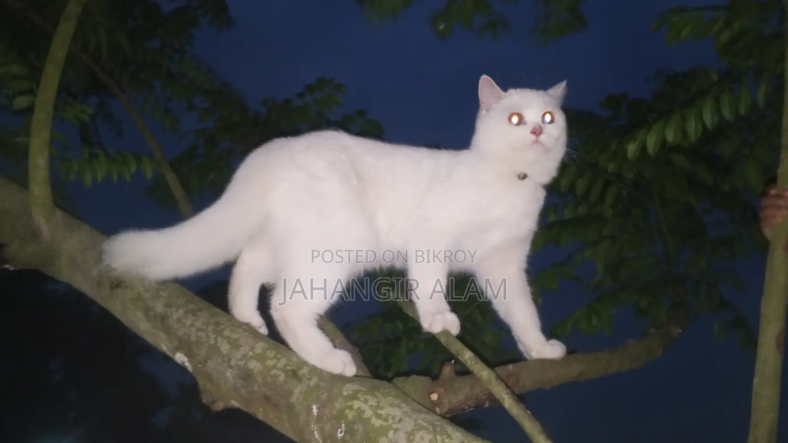 ১+ বছরের পুরুষ মিক্সড ব্রিড পার্সিয়ান