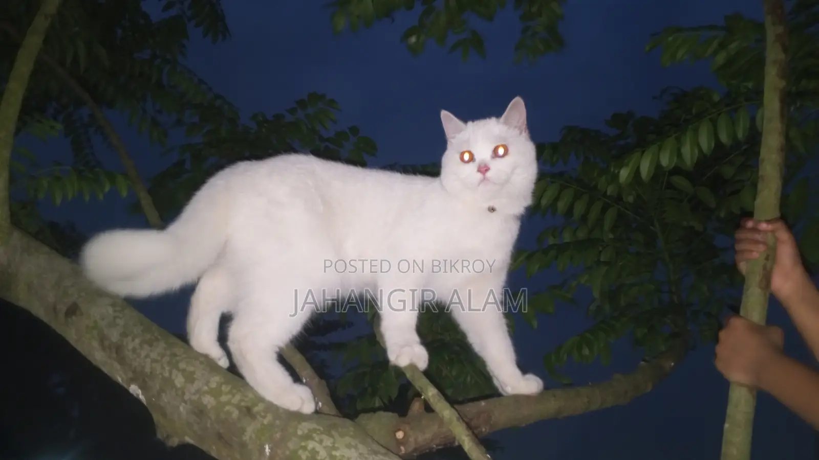 ১+ বছরের পুরুষ মিক্সড ব্রিড পার্সিয়ান