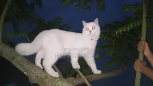 ১+ বছরের পুরুষ মিক্সড ব্রিড পার্সিয়ান