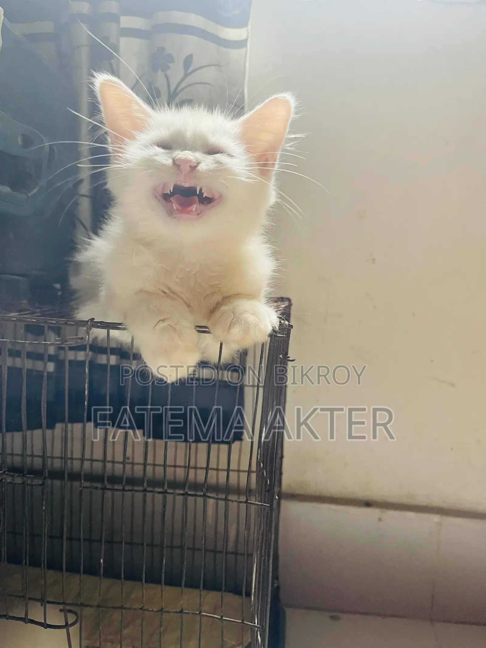 1-3 Months Female Purebred Persian