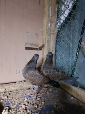 Chila Baby Pair