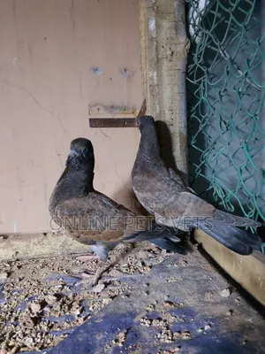 Chila Baby Pair