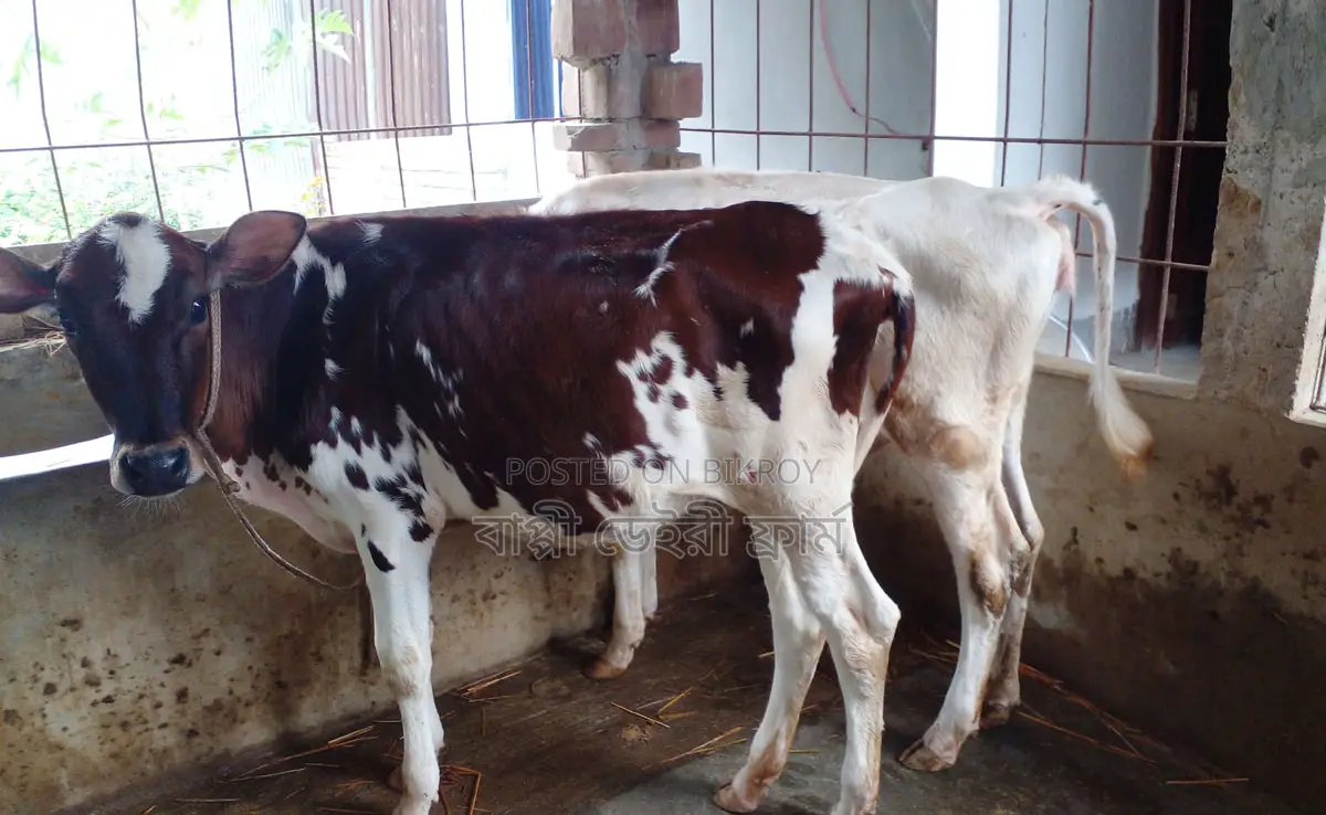 2 Heifer Calves (1246)