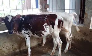 2 Heifer Calves (1246)