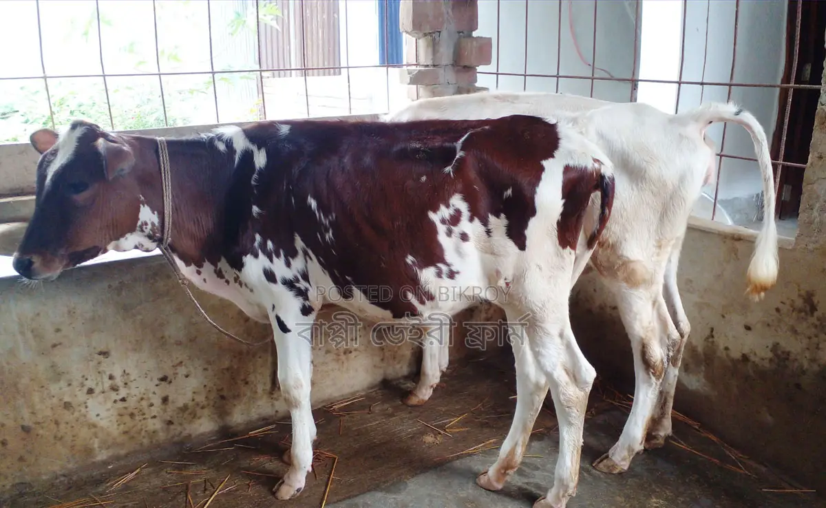 2 Heifer Calves (1246)