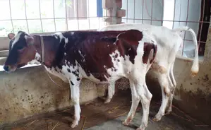 2 Heifer Calves (1246)