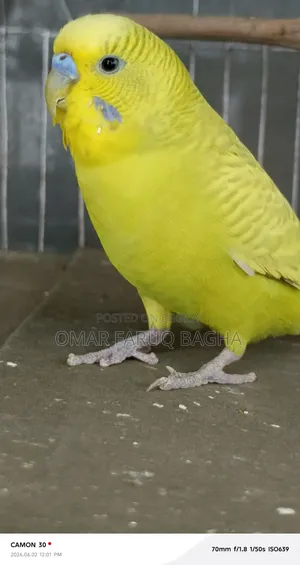 বাজিগর পাখি