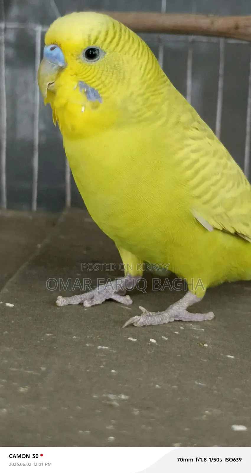 বাজিগর পাখি