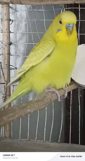 বাজিগর পাখি