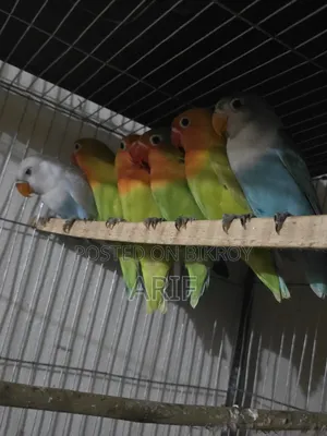 লাভ বার্ড বেবি ২ মাস