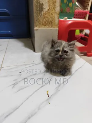 1-3 Months Female Purebred Persian