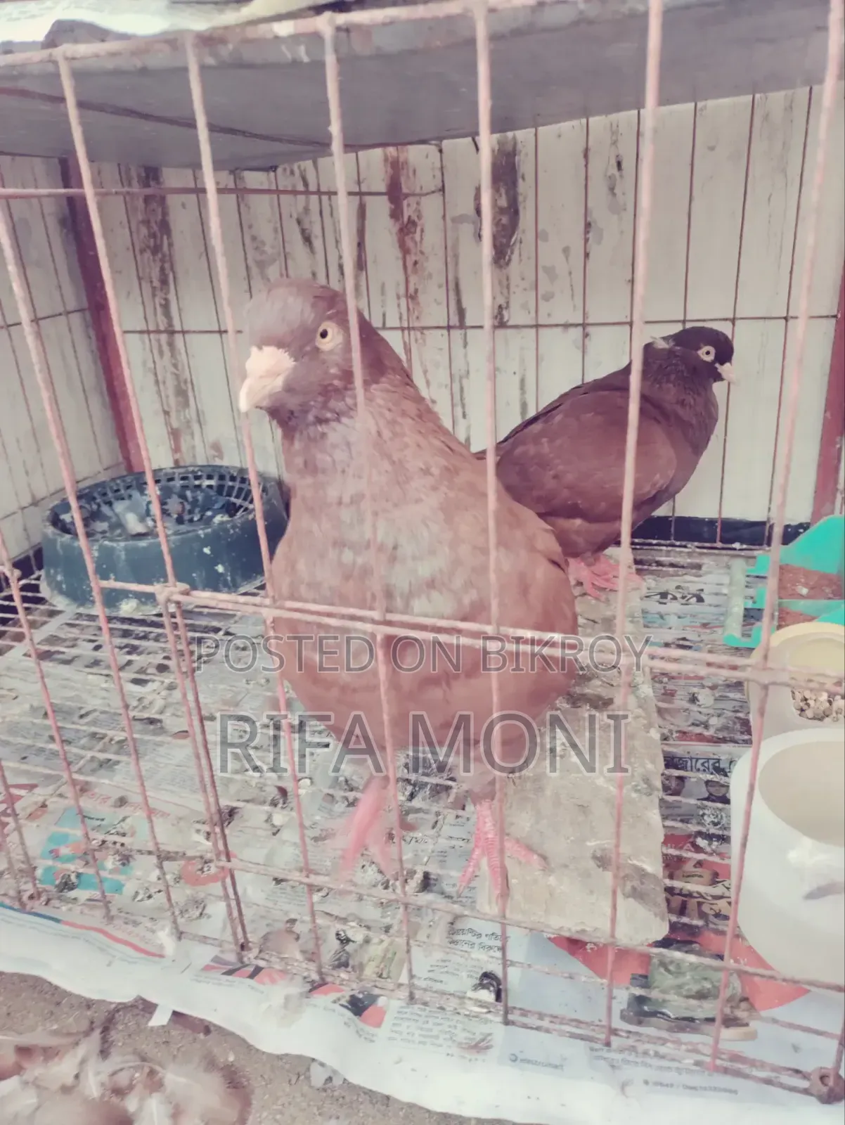 A Pair of King Pigeons