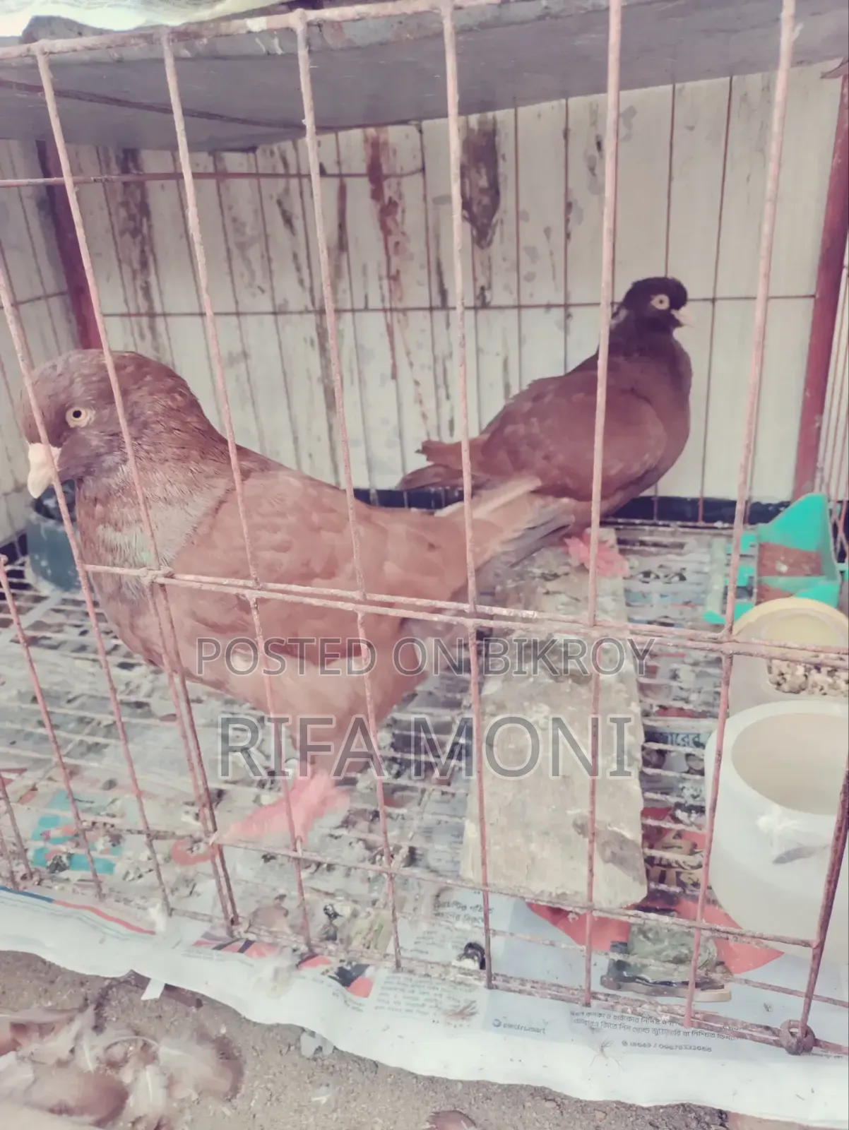 A Pair of King Pigeons