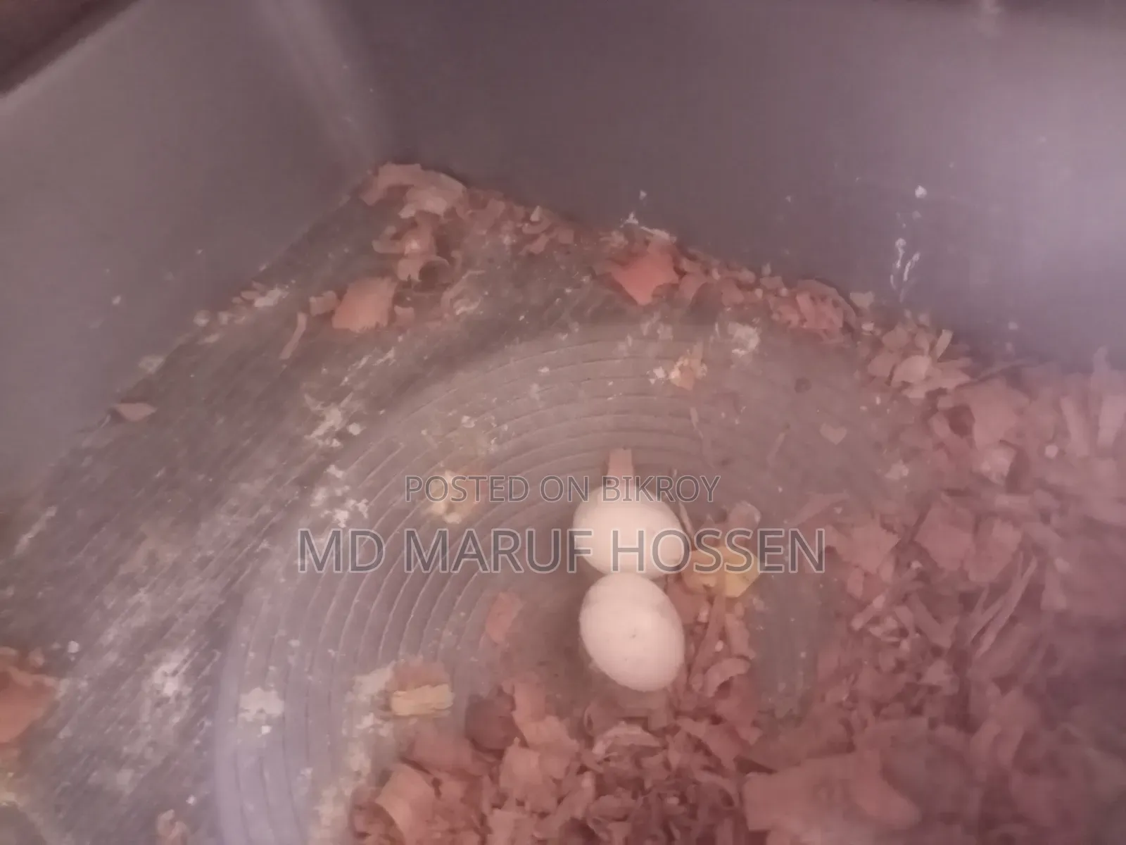 Kokatel Raining Pakhi