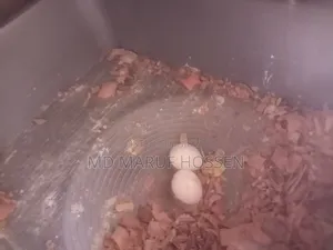 Kokatel Raining Pakhi