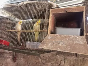 Kokatel Raining Pakhi