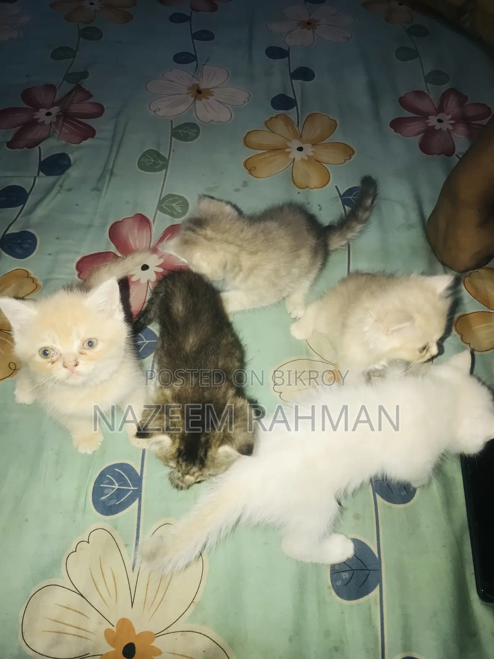 0-1 Month Female Purebred Persian