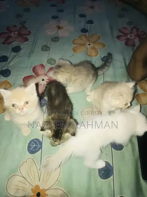 0-1 Month Female Purebred Persian