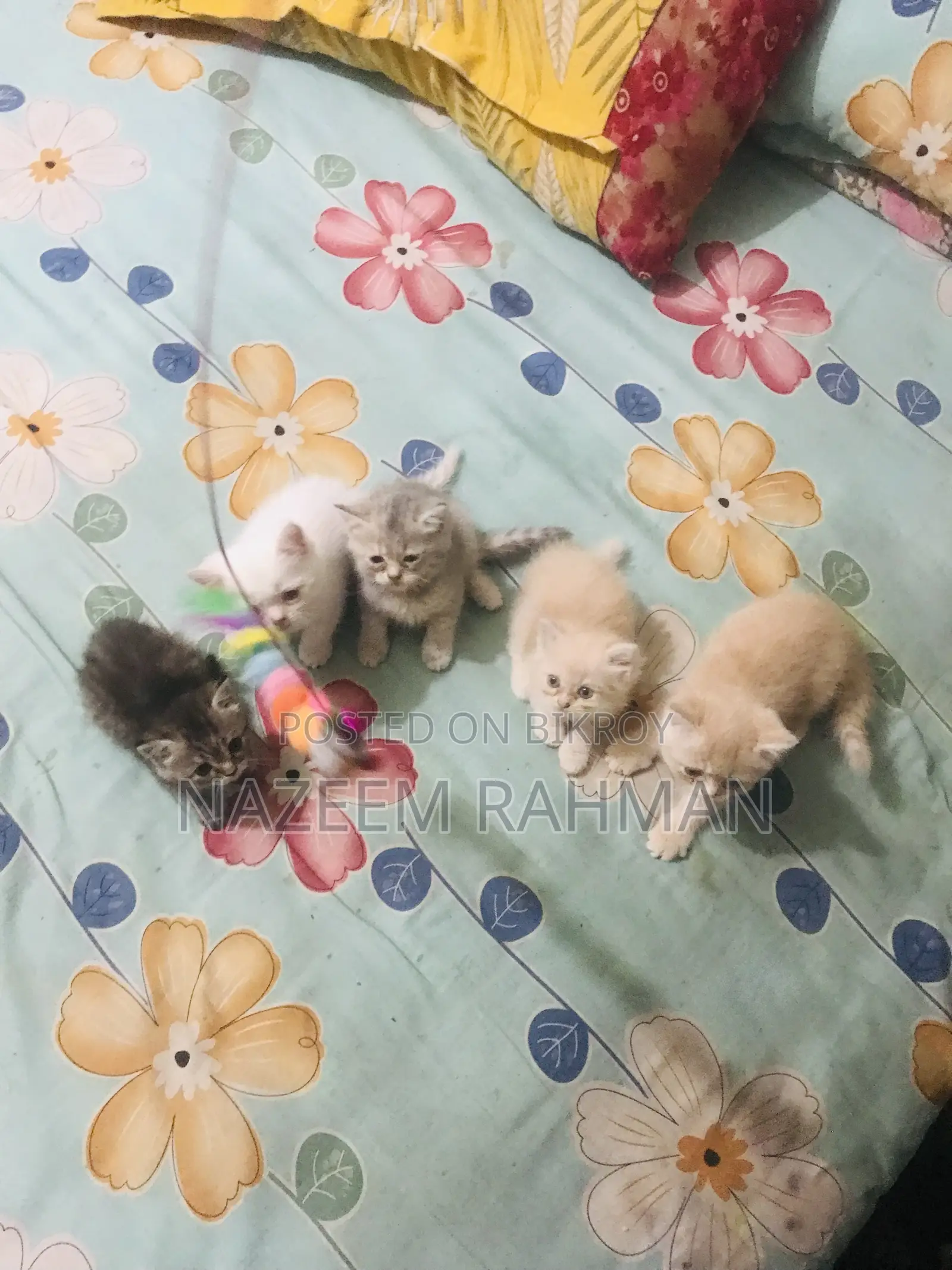 0-1 Month Female Purebred Persian