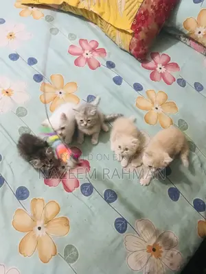0-1 Month Female Purebred Persian