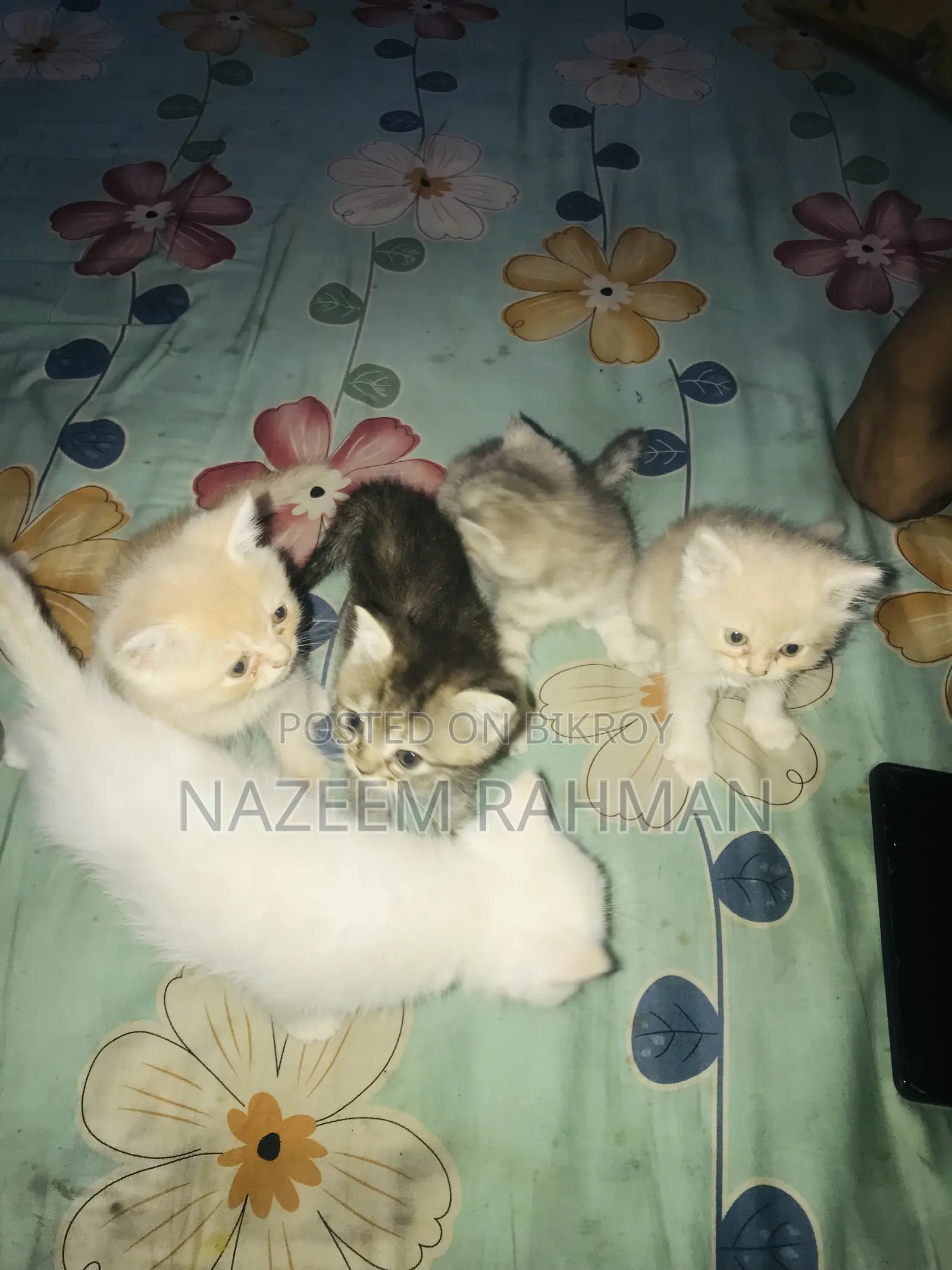 0-1 Month Female Purebred Persian
