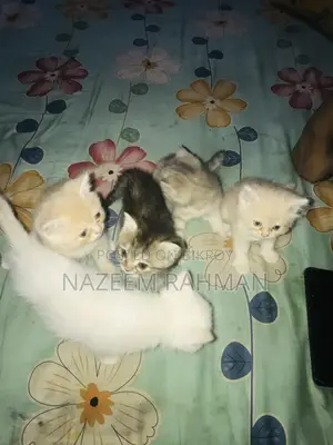 0-1 Month Female Purebred Persian
